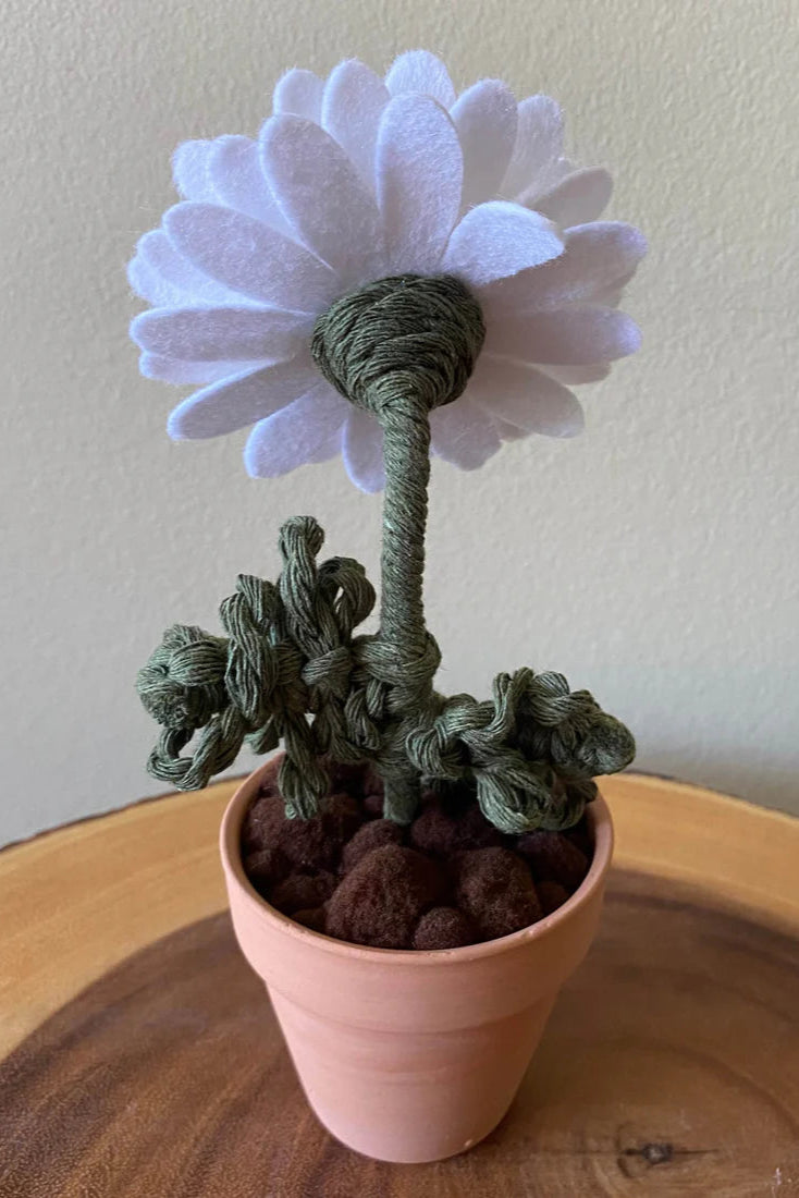 Potted Daisy
