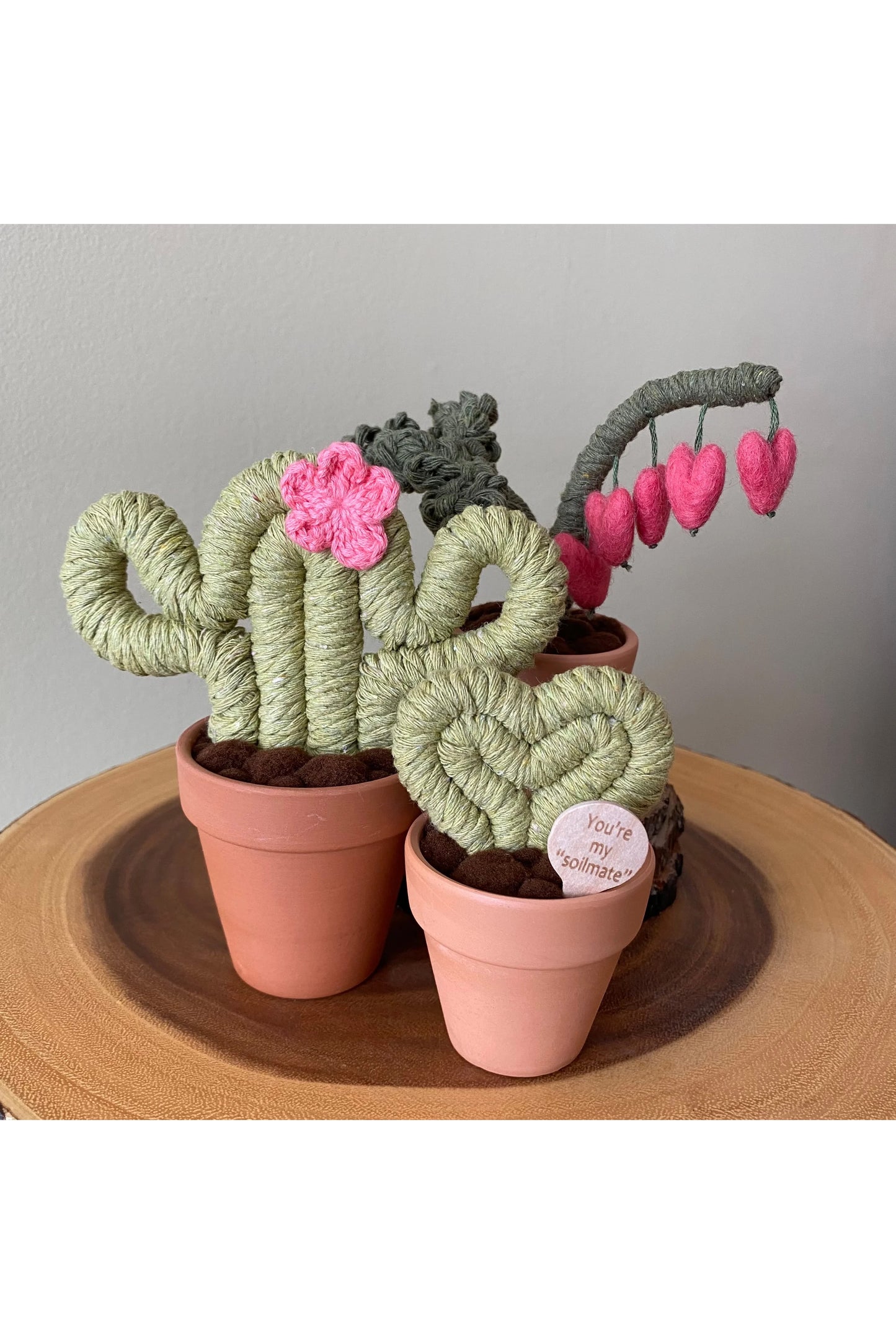 Hoya Heart Plant