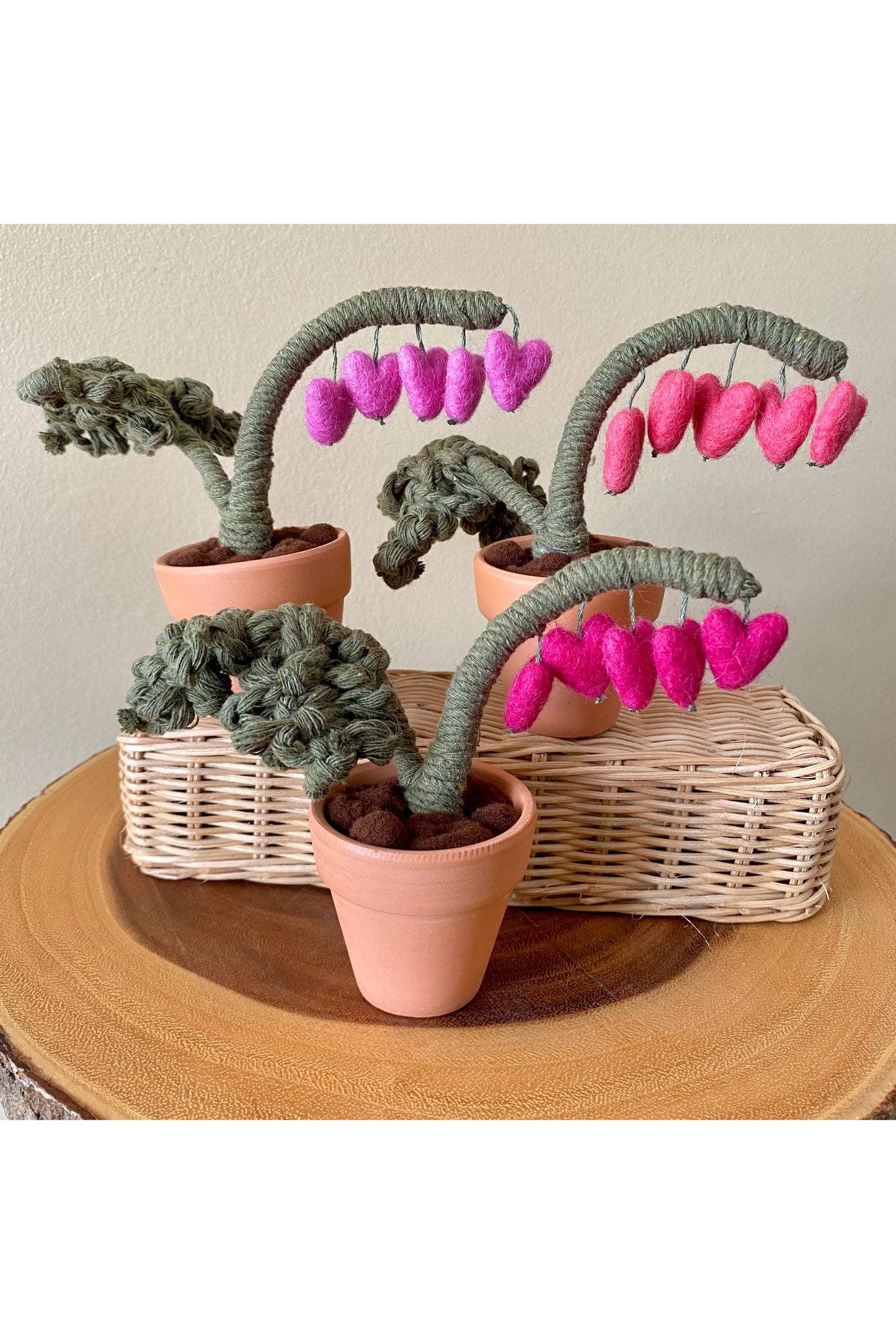 Bleeding Heart Plant