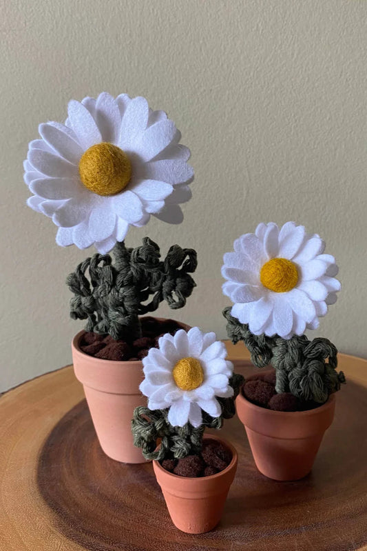 Potted Daisy