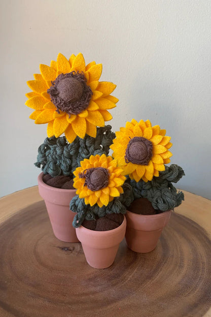 Potted Sunflower