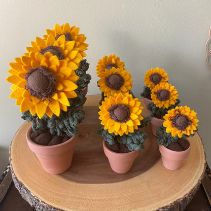 Potted Sunflower