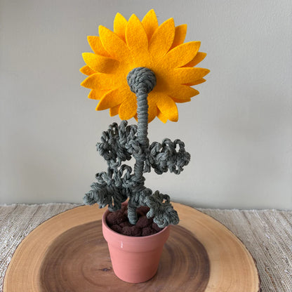 Potted Sunflower